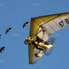 une-escadrille-de-six-oies-accompagne-l-ulm-de-francois-proix-dans-le-ciel-du-ried